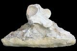 Fossil Mosasaur Vertebrae With Shark Teeth & Vertebrae #78097-3
